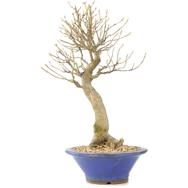 Acer buergerianum, 27 cm, ± 10 years old