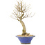Acer buergerianum, 27 cm, ± 10 años