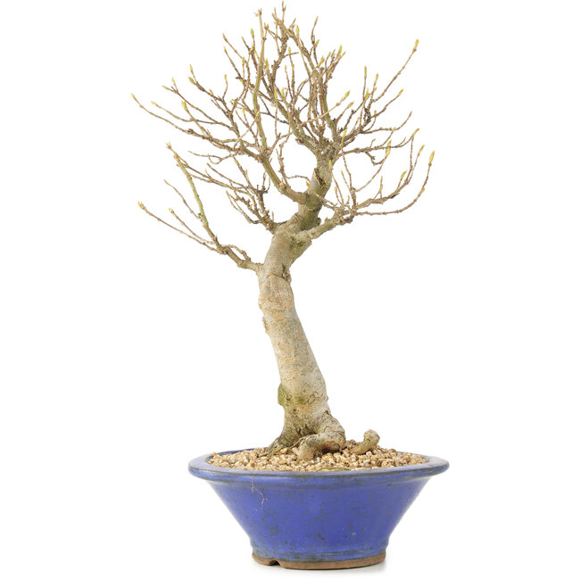 Acer buergerianum, 27 cm, ± 10 years old