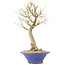 Acer buergerianum, 27 cm, ± 10 años