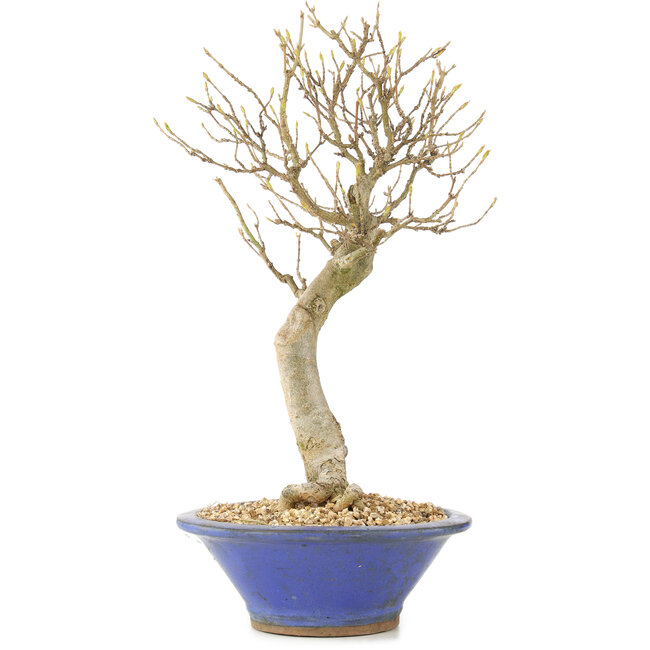 Acer buergerianum, 27 cm, ± 10 years old