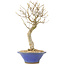 Acer buergerianum, 27 cm, ± 10 años