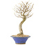 Acer buergerianum, 27 cm, ± 10 años