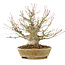 Acer palmatum, 22 cm, ± 25 jaar oud, met een mooie nebari