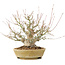 Acer palmatum, 22 cm, ± 25 jaar oud, met een mooie nebari