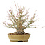 Acer palmatum, 22 cm, ± 25 years old, with a beautiful nebari