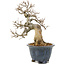 Acer buergerianum, 22 cm, ± 20 años