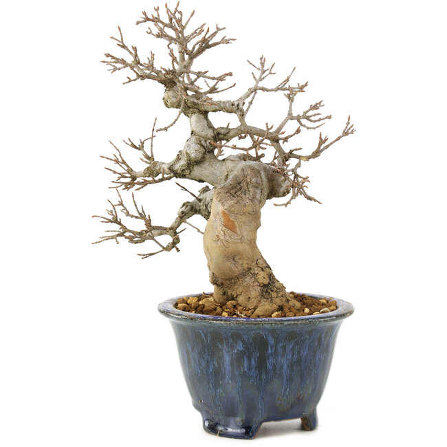 Acer buergerianum, 22 cm, ± 20 jaar oud