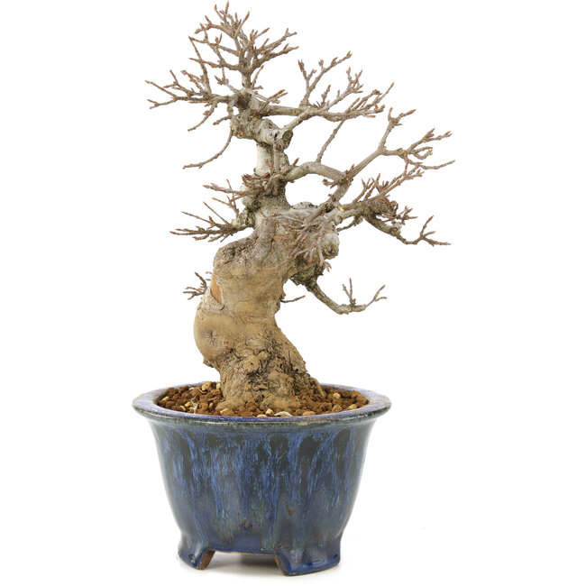 Acer buergerianum, 22 cm, ± 20 ans