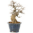 Acer buergerianum, 22 cm, ± 20 años