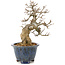 Acer buergerianum, 22 cm, ± 20 años