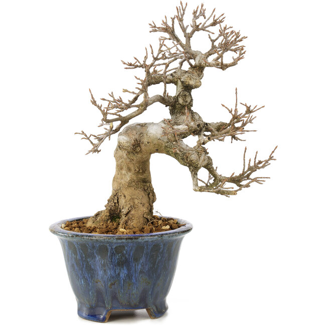 Acer buergerianum, 22 cm, ± 20 ans