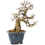 Acer buergerianum, 22 cm, ± 20 años