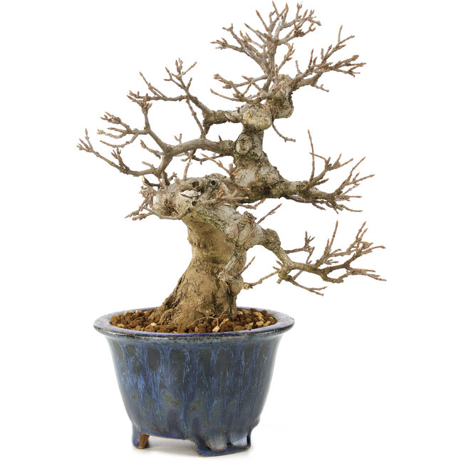 Acer buergerianum, 22 cm, ± 20 Jahre alt