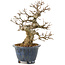 Acer buergerianum, 22 cm, ± 20 años