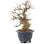 Acer buergerianum, 22 cm, ± 20 años