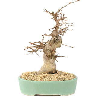 Carpinus coreana, 18 cm, ± 15 Jahre alt