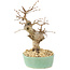 Carpinus coreana, 18 cm, ± 15 anni