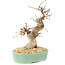 Carpinus coreana, 18 cm, ± 15 anni