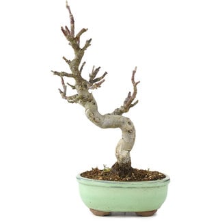 Malus, 29 cm, ± 10 years old