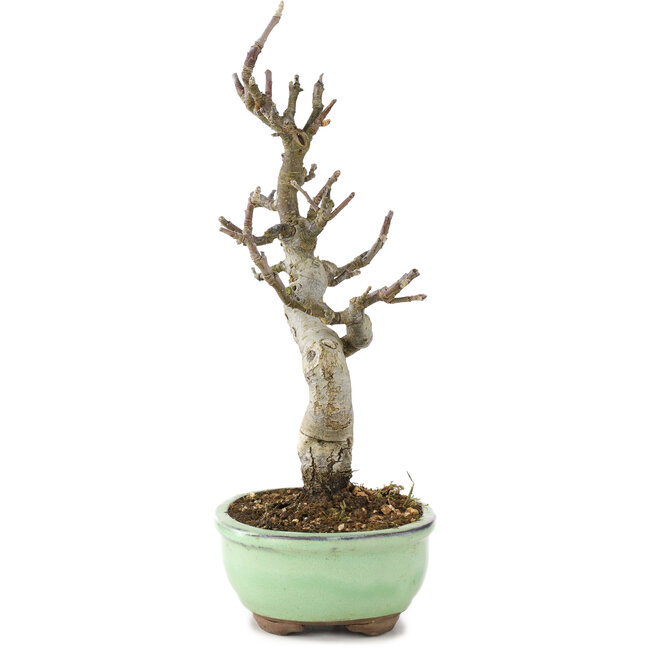 Malus, 29 cm, ± 10 años