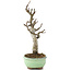 Malus, 29 cm, ± 10 years old