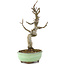 Malus, 29 cm, ± 10 years old