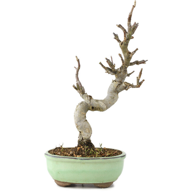 Malus, 29 cm, ± 10 años