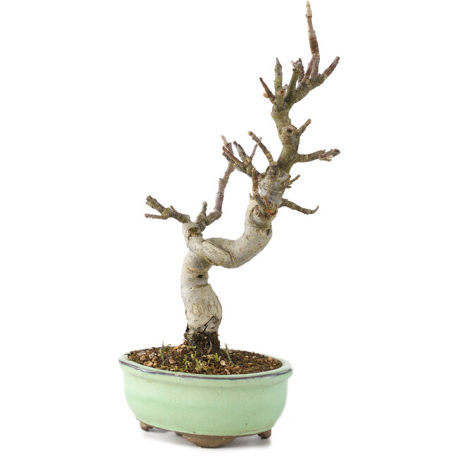 Malus, 29 cm, ± 10 jaar oud