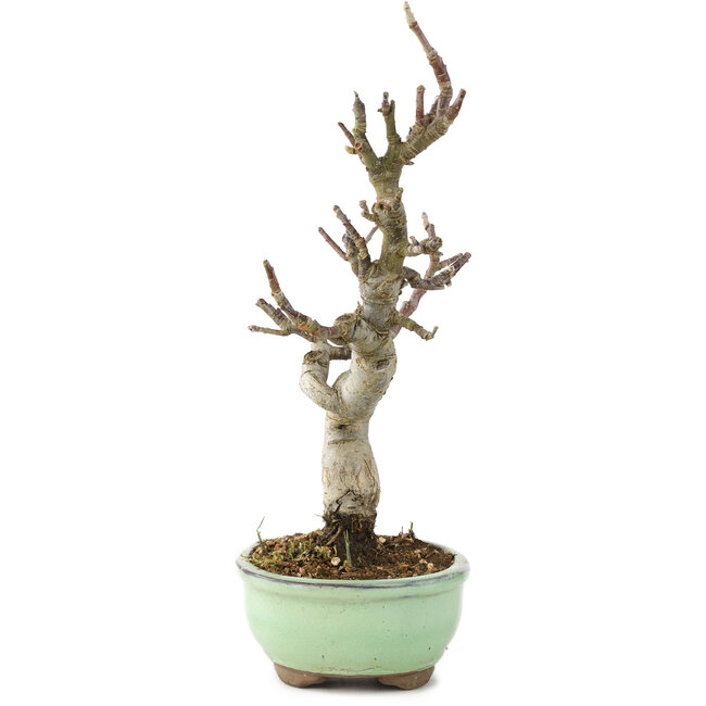 Malus, 29 cm, ± 10 ans