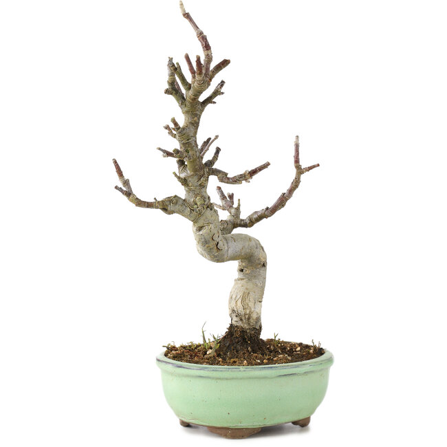 Malus, 29 cm, ± 10 anni