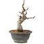 Malus, 22 cm, ± 10 years old