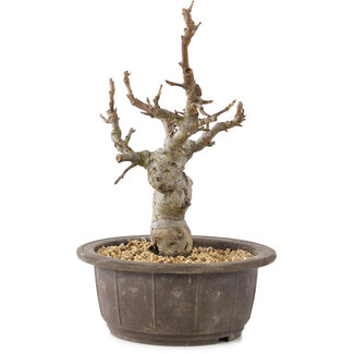 Malus, 25 cm, ± 10 years old