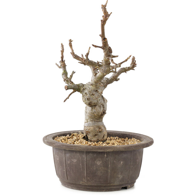 Malus, 25 cm, ± 10 years old