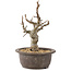 Malus, 25 cm, ± 10 years old