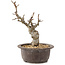 Malus, 25 cm, ± 10 ans