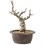 Malus, 25 cm, ± 10 years old