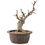 Malus, 25 cm, ± 10 years old