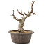 Malus, 25 cm, ± 10 years old