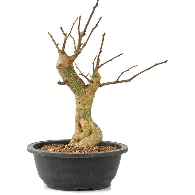 Morus, 35 cm, ± 10 years old