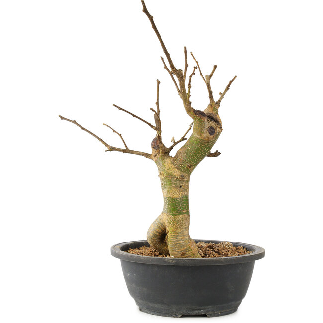 Morus, 35 cm, ± 10 anni