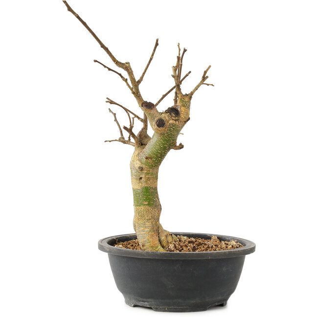 Morus, 35 cm, ± 10 jaar oud