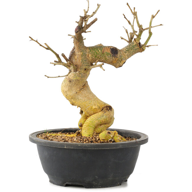 Morus, 26 cm, ± 10 años