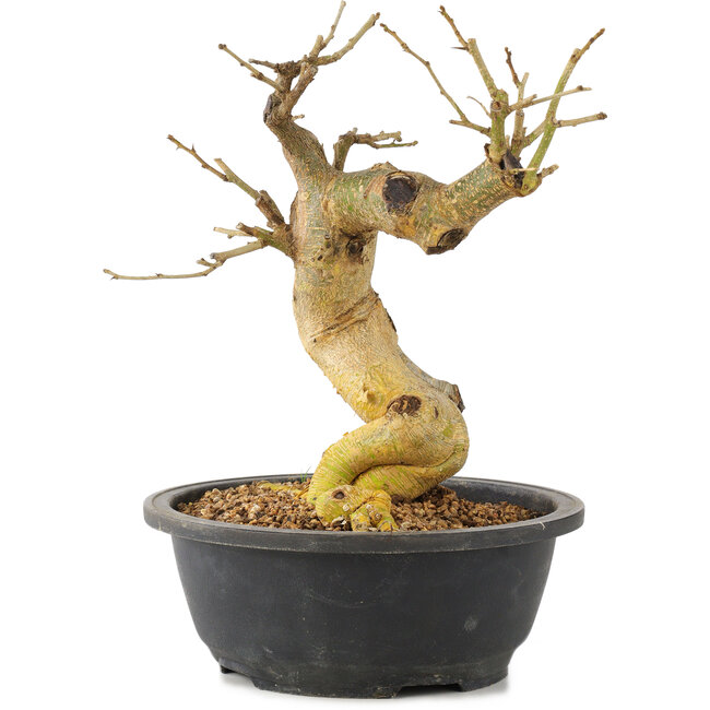 Morus, 26 cm, ± 10 years old