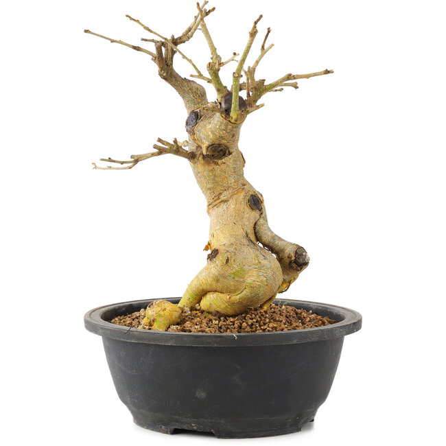 Morus, 26 cm, ± 10 años