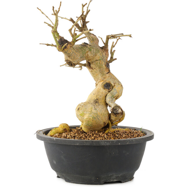 Morus, 26 cm, ± 10 Jahre alt