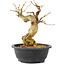 Morus, 26 cm, ± 10 ans