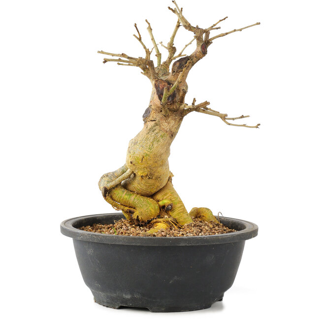 Morus, 26 cm, ± 10 years old