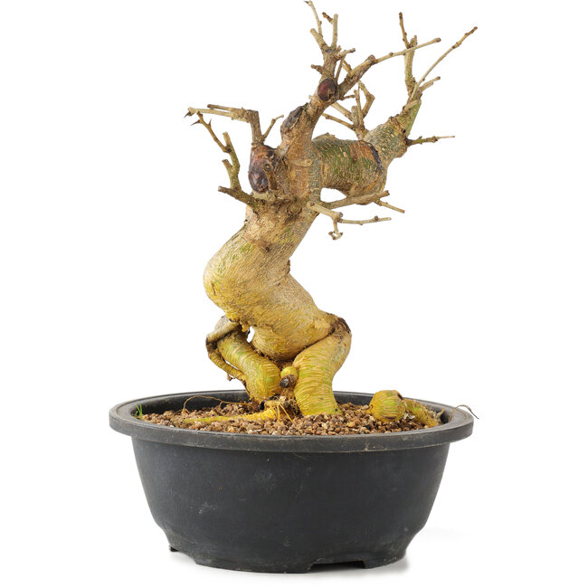 Morus, 26 cm, ± 10 Jahre alt