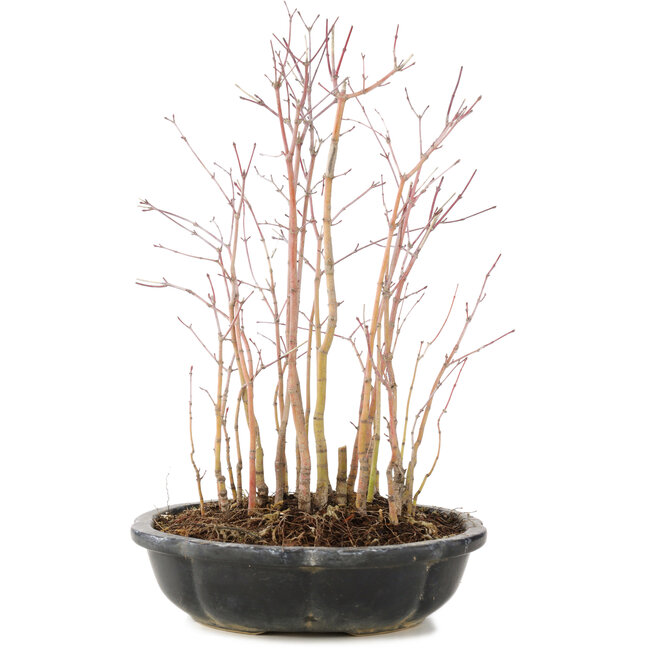 Acer palmatum, 30 cm, ± 6 jaar oud